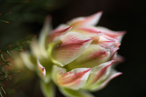 Protea Pretty In Pink Magic by Joy Watson